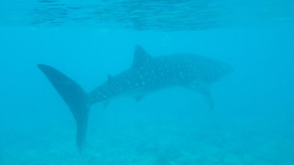 A whale shark swims near the surface above a reef bottom, in slightly murky turquoise water