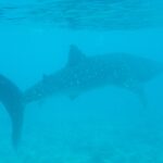 A whale shark swims near the surface above a reef bottom, in slightly murky turquoise water