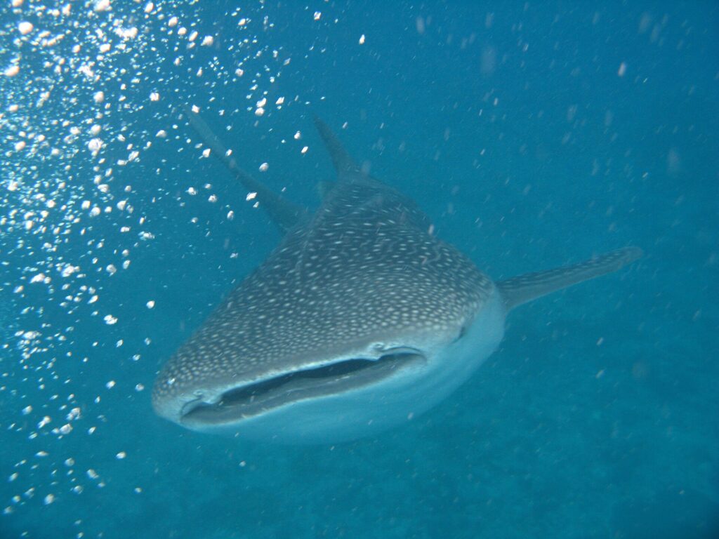 A whale shark seen head-on, mouth half open, gray back spotted with white, in turquoise water full of bubbles