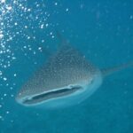 A whale shark seen head-on, mouth half open, gray back spotted with white, in turquoise water full of bubbles