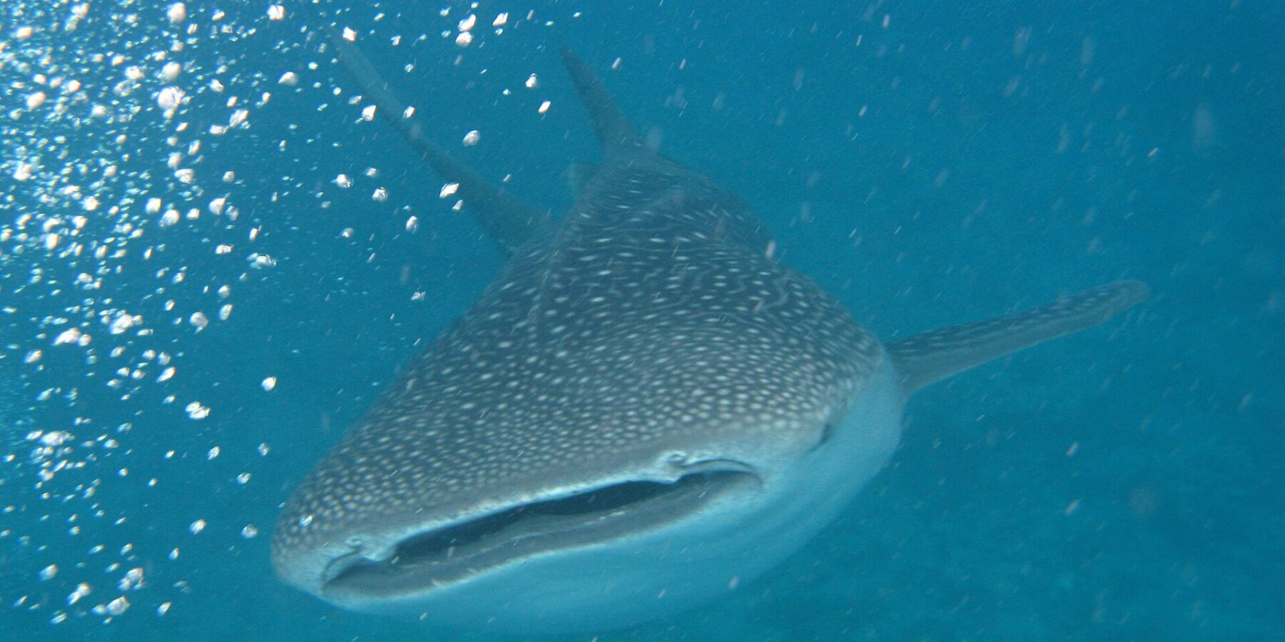 A whale shark seen head-on, mouth half open, gray back spotted with white, in turquoise water full of bubbles