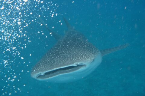 A whale shark seen head-on, mouth half open, gray back spotted with white, in turquoise water full of bubbles