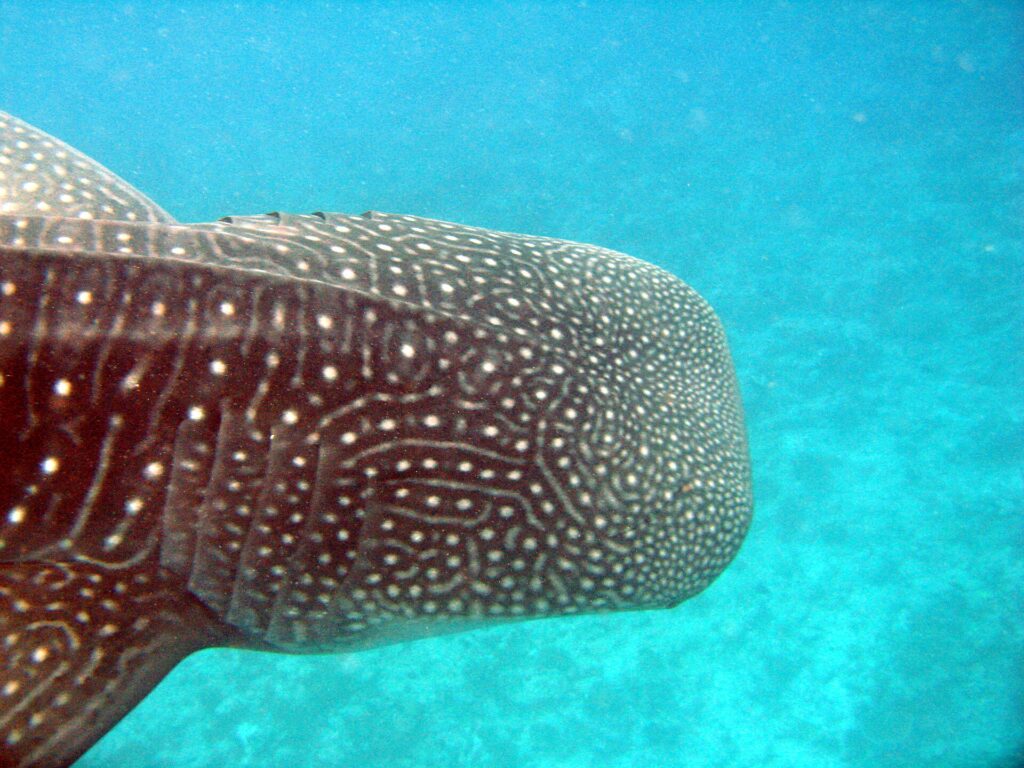 Close-up of a whale shark's head, dark brown skin covered in white spots and lines, gill slits visible, against a turquoise background