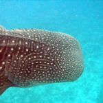Close-up of a whale shark's head, dark brown skin covered in white spots and lines, gill slits visible, against a turquoise background