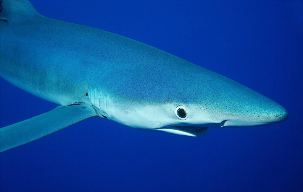 Close-up of a blue shark in profile, pointed snout, large round eye and gill slits, in deep blue water
