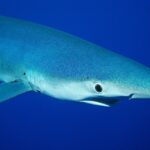 Close-up of a blue shark in profile, pointed snout, large round eye and gill slits, in deep blue water