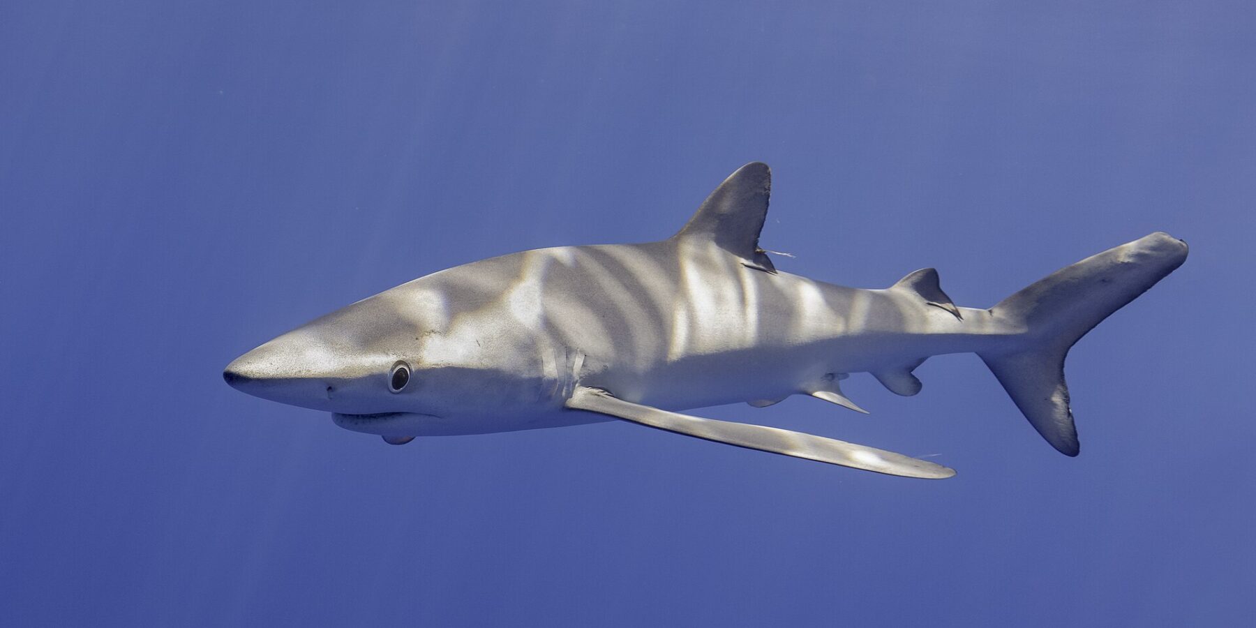 A blue shark seen from the side and slightly from below, its back streaked with sun reflections, its long pectoral fins spread, in uniformly blue water