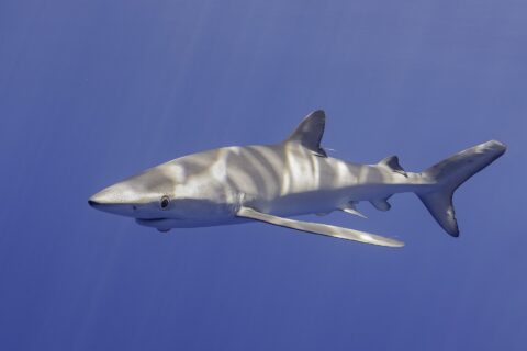 A blue shark seen from the side and slightly from below, its back streaked with sun reflections, its long pectoral fins spread, in uniformly blue water