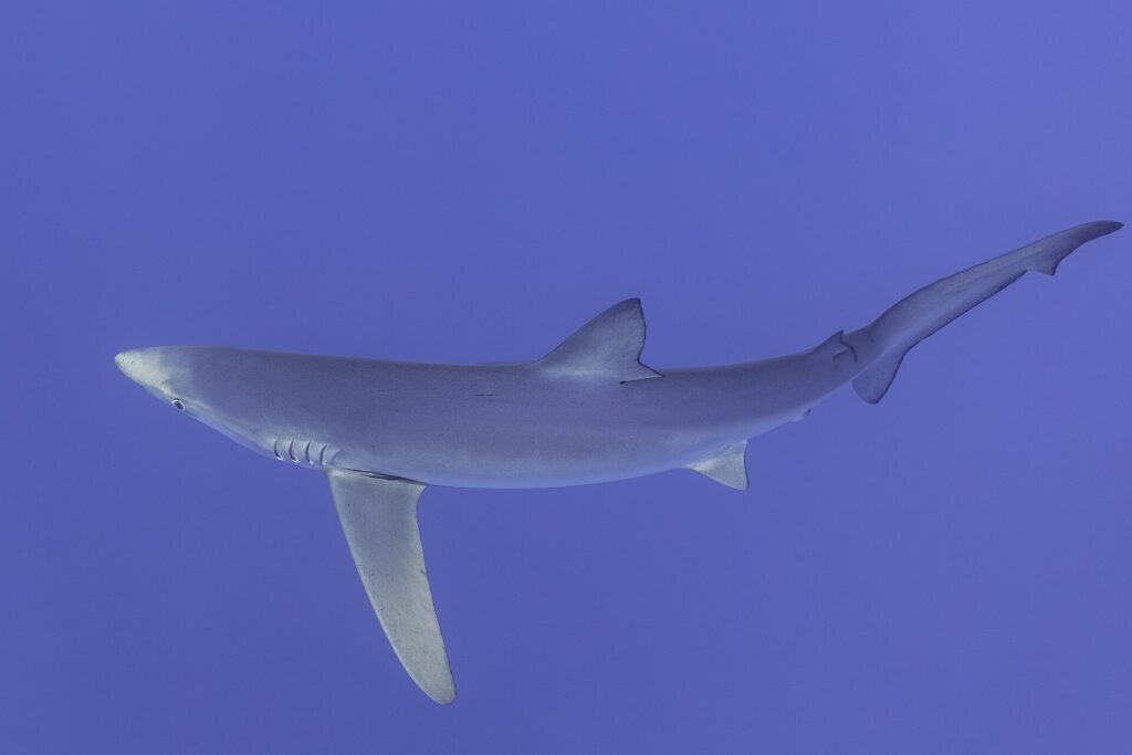 A blue shark seen from the side and below fills the frame, its long pectoral fin stretched downward, gill slits and round eye visible, against a uniform violet-blue background
