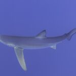 A blue shark seen from the side and below fills the frame, its long pectoral fin stretched downward, gill slits and round eye visible, against a uniform violet-blue background