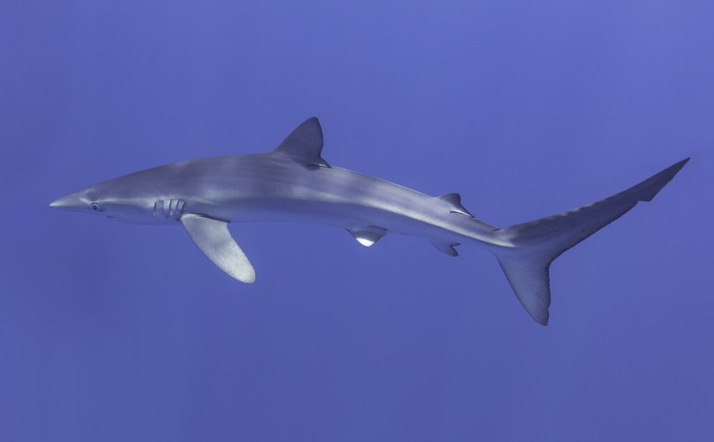 A blue shark in profile crosses the whole frame, pointed snout on the left, tall dorsal fin, long pectoral fins and large tail, with light glinting on its back, in uniform blue water