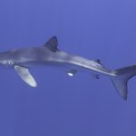 A blue shark in profile crosses the whole frame, pointed snout on the left, tall dorsal fin, long pectoral fins and large tail, with light glinting on its back, in uniform blue water