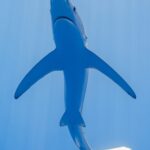 A blue shark seen from just below in light blue water, with its white belly, pointed snout, mouth, and very long, narrow pectoral fins spread like wings, its tail curved to the right