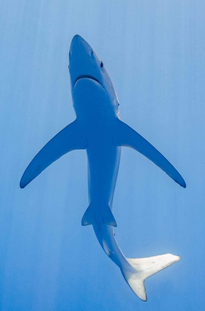 A blue shark seen from just below in light blue water, with its white belly, pointed snout, mouth, and very long, narrow pectoral fins spread like wings, its tail curved to the right