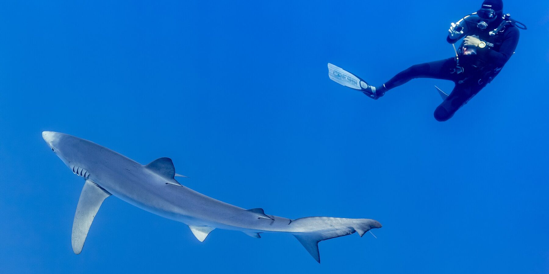 A blue shark with a long silver-gray body, pectoral fins spread, passes through the deep blue beneath a diver in a black wetsuit who is photographing it