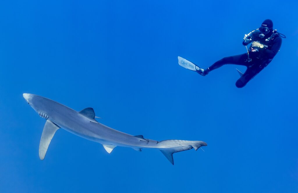 A long, slim blue shark passes diagonally through the blue, its pointed snout, long pectoral fin and tail clearly visible, while a diver in a black wetsuit photographs it from above