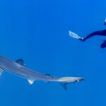 A long, slim blue shark passes diagonally through the blue, its pointed snout, long pectoral fin and tail clearly visible, while a diver in a black wetsuit photographs it from above