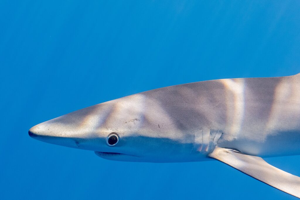 Close-up in profile of a blue shark's head in uniformly blue water, with the long conical snout, the large round eye ringed with a pale color, the gill slits and the base of a long pectoral fin