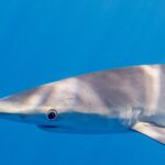 Close-up in profile of a blue shark's head in uniformly blue water, with the long conical snout, the large round eye ringed with a pale color, the gill slits and the base of a long pectoral fin