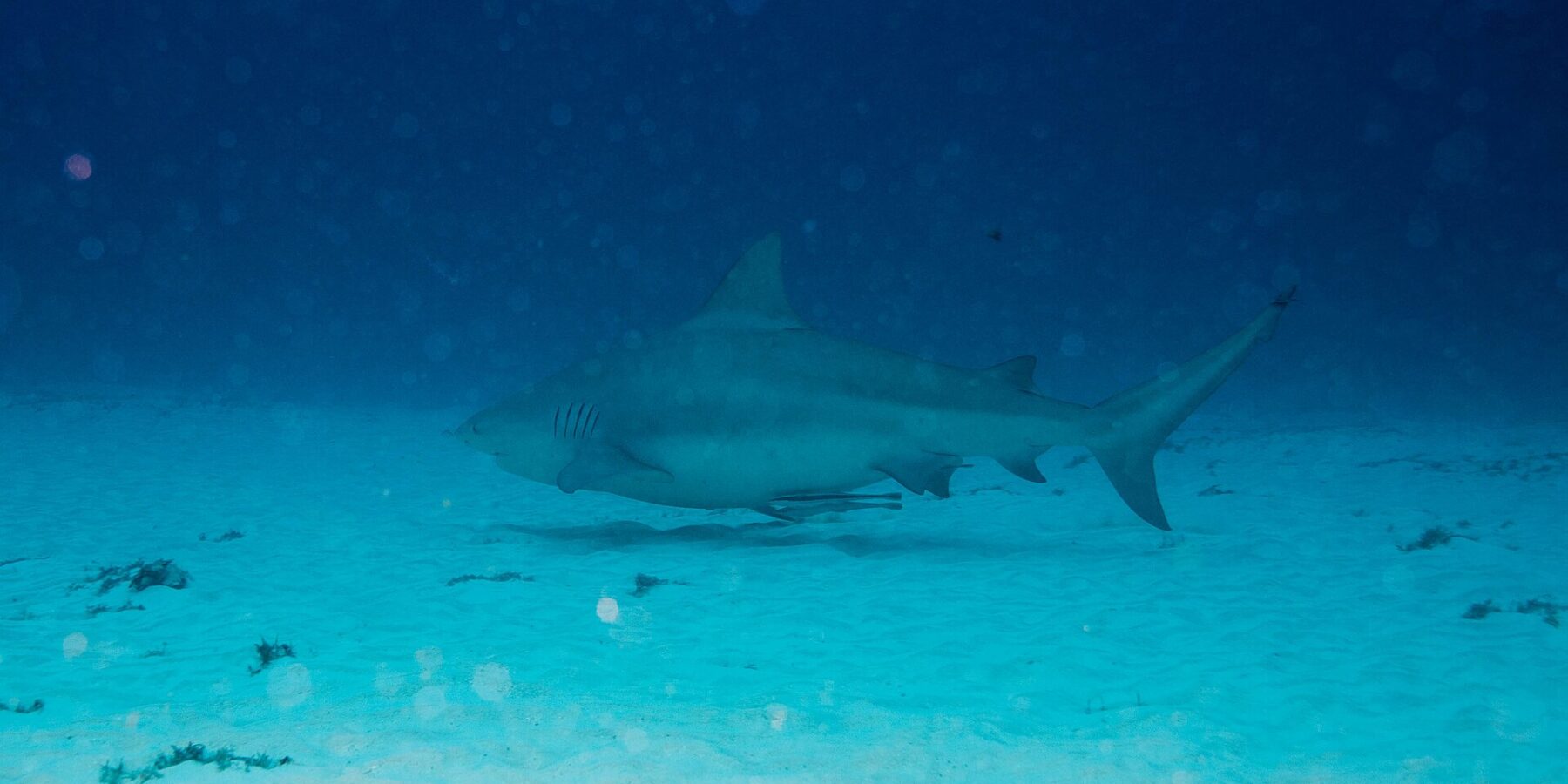 A bull shark in profile, gray and stocky, swims just above a white sandy bottom dotted with tufts of algae, dark blue water above