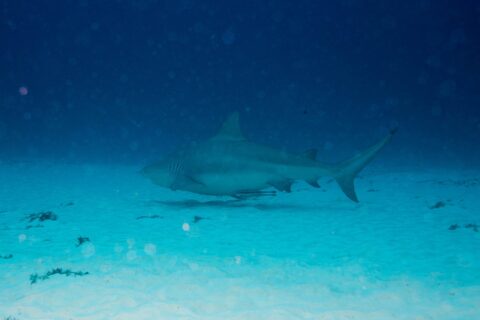 A bull shark in profile, gray and stocky, swims just above a white sandy bottom dotted with tufts of algae, dark blue water above
