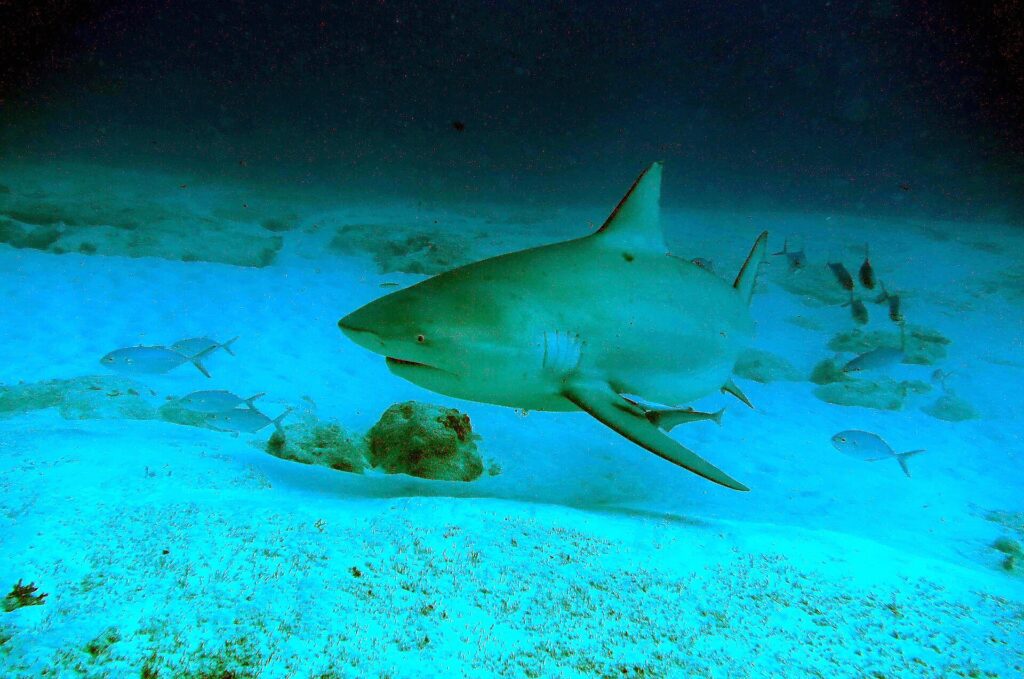 A bull shark at a three-quarter front angle above white sand scattered with rocks, with its short, rounded snout, small eye, tall triangular first dorsal fin, a remora under its belly and trevallies around it