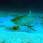 A bull shark at a three-quarter front angle above white sand scattered with rocks, with its short, rounded snout, small eye, tall triangular first dorsal fin, a remora under its belly and trevallies around it