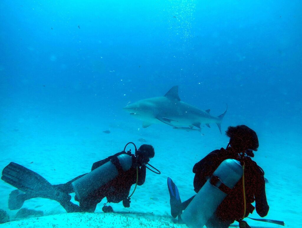 Two divers seen from behind on white sand, one lying down, the other kneeling, watch a large bull shark pass above them in profile, a remora under its belly, in bright blue water