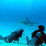 Two divers seen from behind on white sand, one lying down, the other kneeling, watch a large bull shark pass above them in profile, a remora under its belly, in bright blue water