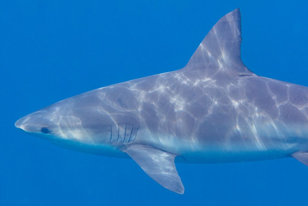 Close-up in profile of a bull shark in the blue, its gray back streaked with surface reflections, with its short rounded snout, small eye, five gill slits, large triangular first dorsal fin and long pectoral fin