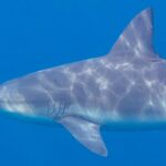 Close-up in profile of a bull shark in the blue, its gray back streaked with surface reflections, with its short rounded snout, small eye, five gill slits, large triangular first dorsal fin and long pectoral fin
