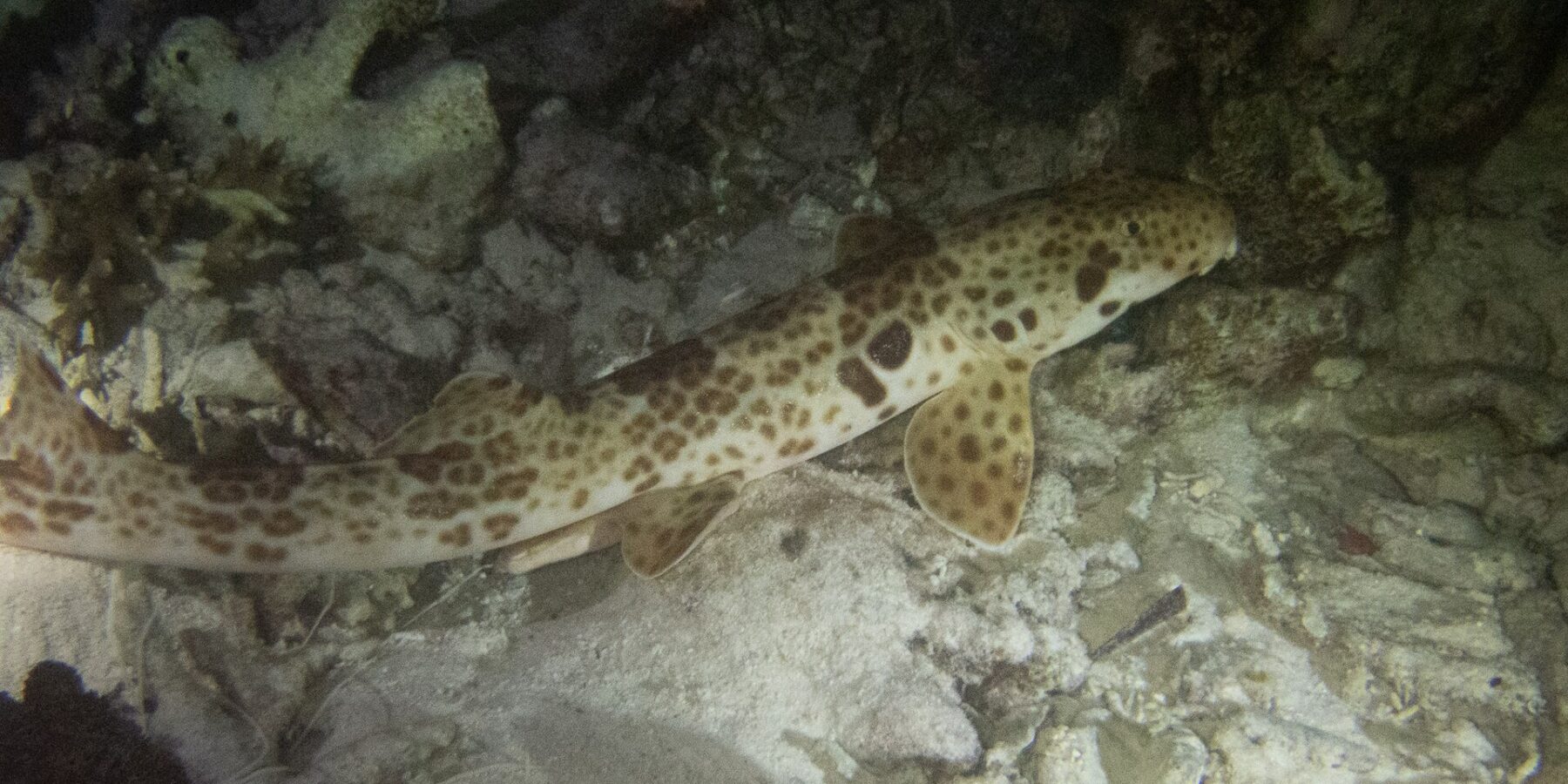 A Raja Ampat walking shark on the bottom at night, among sand and coral rubble, head to the right: a cream body covered in brown spots, a large dark spot above the pectoral fin and paddle-shaped fins pressed on the bottom