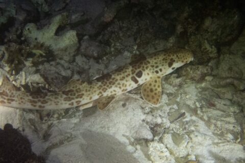 A Raja Ampat walking shark on the bottom at night, among sand and coral rubble, head to the right: a cream body covered in brown spots, a large dark spot above the pectoral fin and paddle-shaped fins pressed on the bottom
