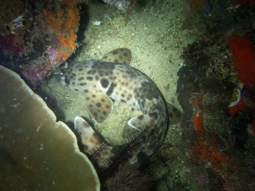 A Raja Ampat walking shark curled on the sand between a table coral and red sponges, at night: behind the head, a large black spot edged in a pale color, and broad, spotted pectoral and pelvic fins