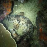 A Raja Ampat walking shark curled on the sand between a table coral and red sponges, at night: behind the head, a large black spot edged in a pale color, and broad, spotted pectoral and pelvic fins