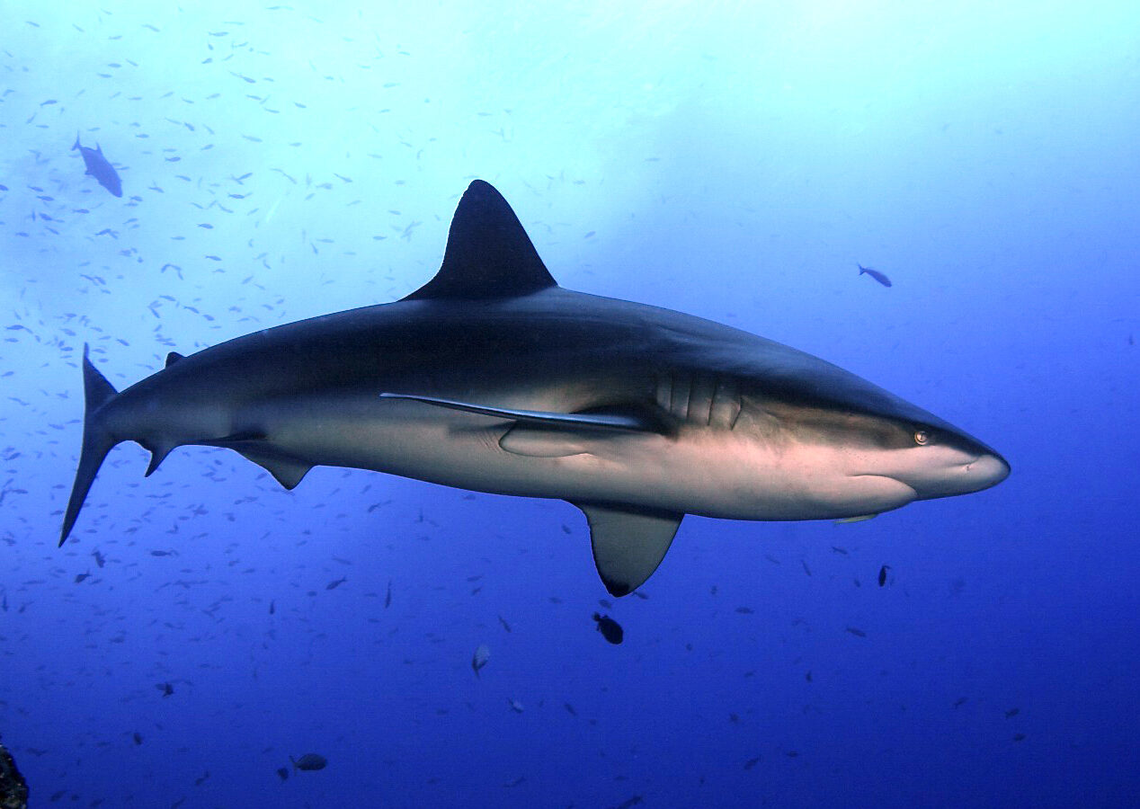 A Galapagos shark swims in profile in the blue amid a cloud of small fish: tall first dorsal fin, gray-brown back, white belly, broad rounded snout