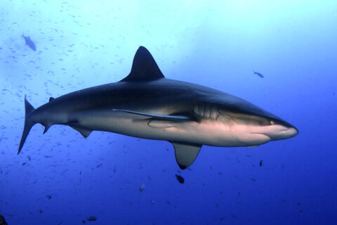 A Galapagos shark swims in profile in the blue amid a cloud of small fish: tall first dorsal fin, gray-brown back, white belly, broad rounded snout