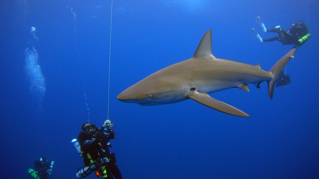 A large Galapagos shark passes very close to rebreather divers hanging along a line in the blue, its long pectoral fin and tall dorsal fin clearly visible