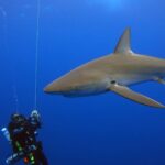 A large Galapagos shark passes very close to rebreather divers hanging along a line in the blue, its long pectoral fin and tall dorsal fin clearly visible