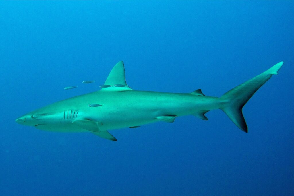 A Galapagos shark in profile in open blue water, a few small silvery fish around its dorsal fin: streamlined body, tall and slightly falcate first dorsal fin, small second dorsal fin, long tail
