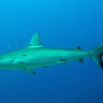 A Galapagos shark in profile in open blue water, a few small silvery fish around its dorsal fin: streamlined body, tall and slightly falcate first dorsal fin, small second dorsal fin, long tail