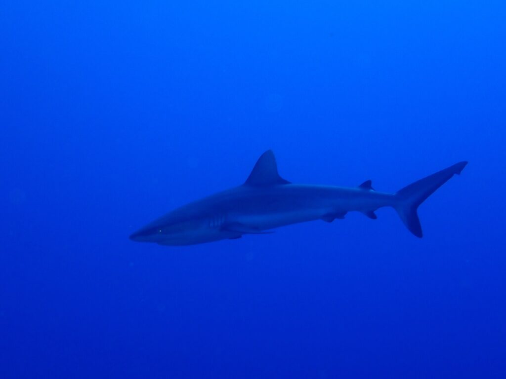 A gray reef shark glides in profile through deep, uniform blue water, its tail fin raised