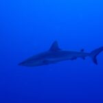A gray reef shark glides in profile through deep, uniform blue water, its tail fin raised