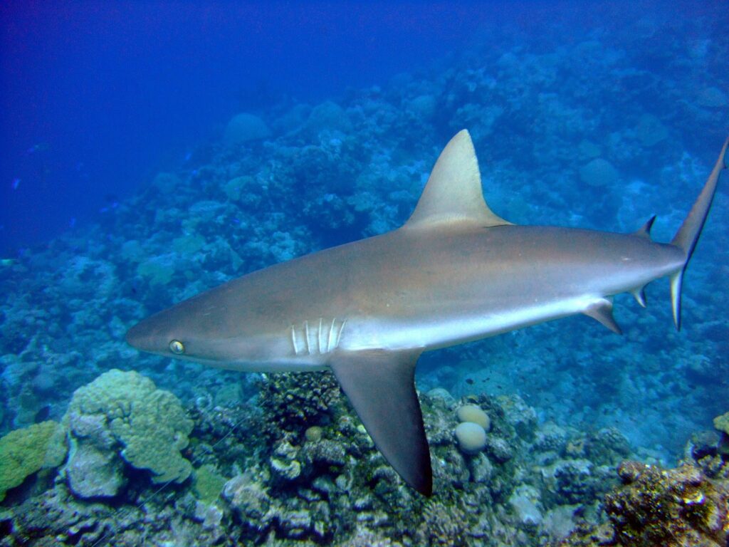 A gray reef shark seen in profile, with a bronze back, white belly and black-edged tail, glides above a coral reef in blue water.