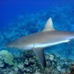 A gray reef shark seen in profile, with a bronze back, white belly and black-edged tail, glides above a coral reef in blue water.
