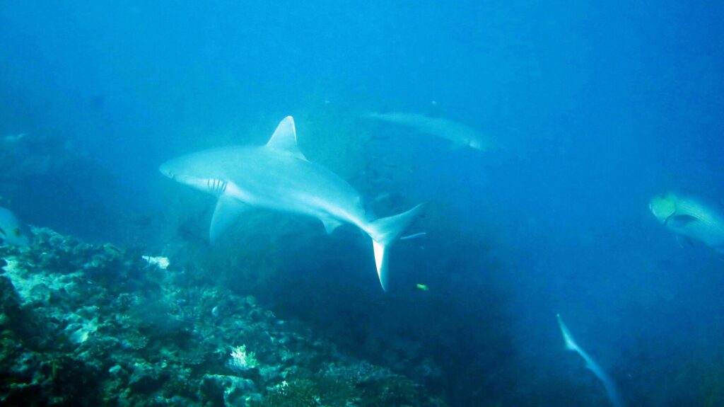 A pale-bodied gray reef shark cruises over the reef in hazy blue water, with a second shark in the distance and the tail of a third at bottom right.