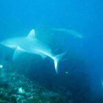 A pale-bodied gray reef shark cruises over the reef in hazy blue water, with a second shark in the distance and the tail of a third at bottom right.