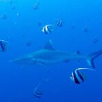 A gray reef shark swims in the blue amid a school of black and white bannerfish