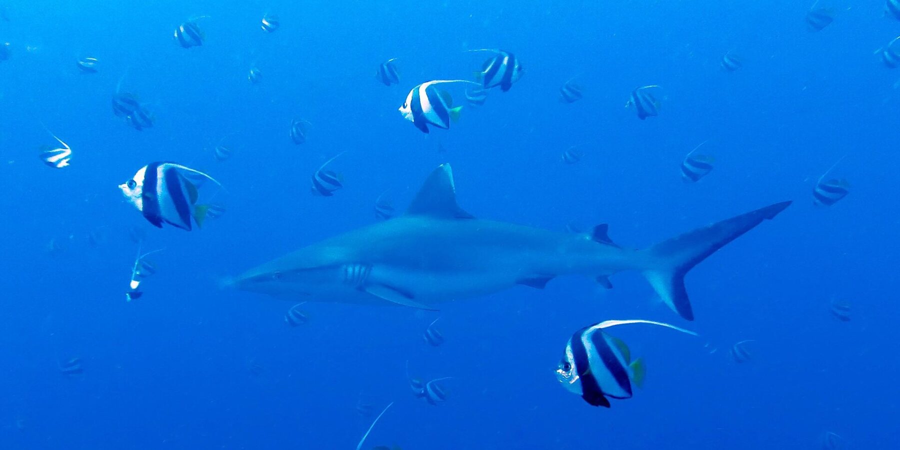 A gray reef shark swims in the blue amid a school of black and white bannerfish