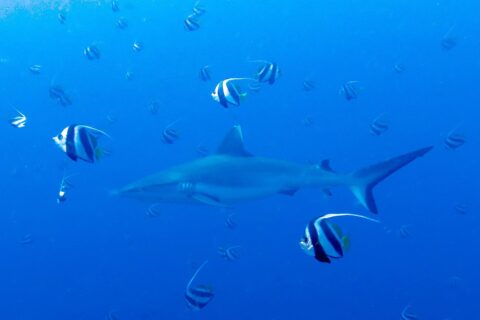 A gray reef shark swims in the blue amid a school of black and white bannerfish